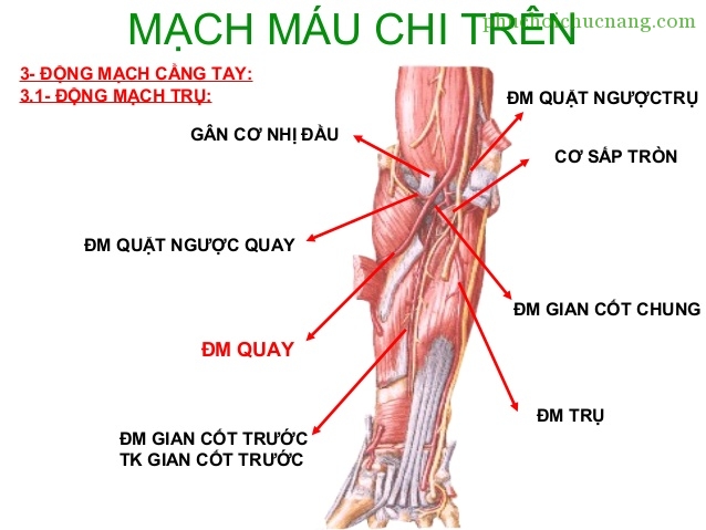 Hình Ảnh Mô Hình Giải Phẫu Chú Thích PDF  YHocData